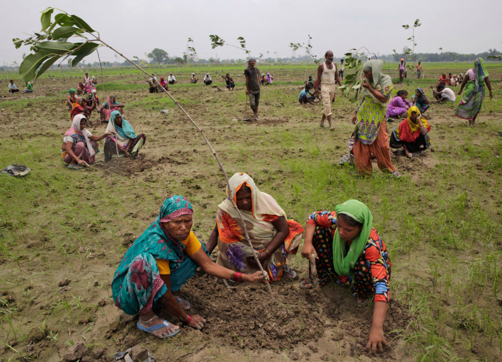 India Planting Trees