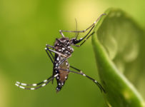 țânțari